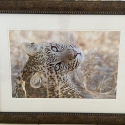  Leopard Print