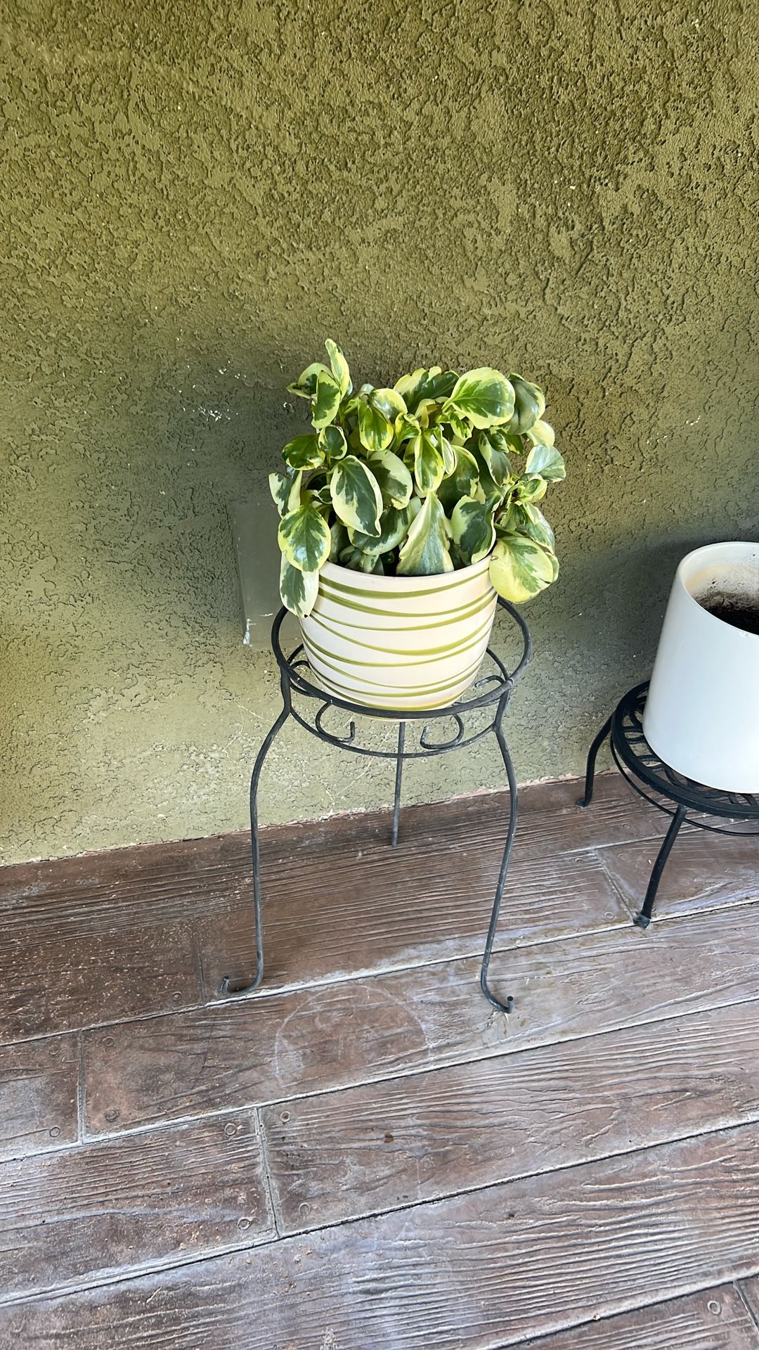 Healthy Plant