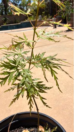 Japanese Claw leaf Maple Tree