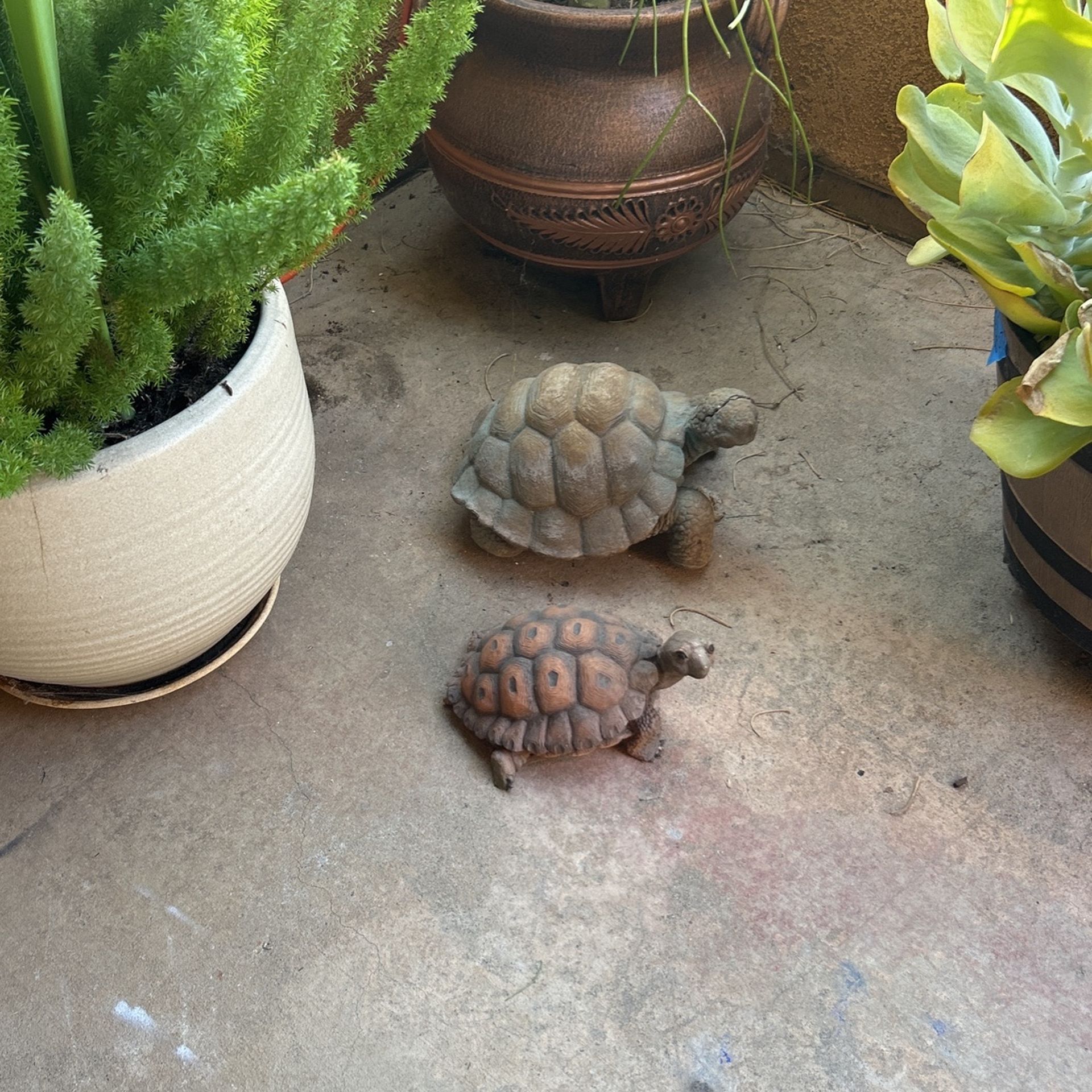 Two Turtles One Has Some Damage The Other One Is Perfect Priced To Sell