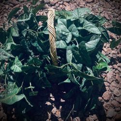 Lush Green Artificial Plant In A Basket, For Home Decor.  Perfect for adding a touch of nature to any room. Approximately Size: 24" X 13".