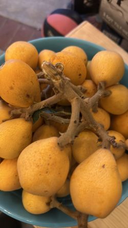 Árboles De Níspero