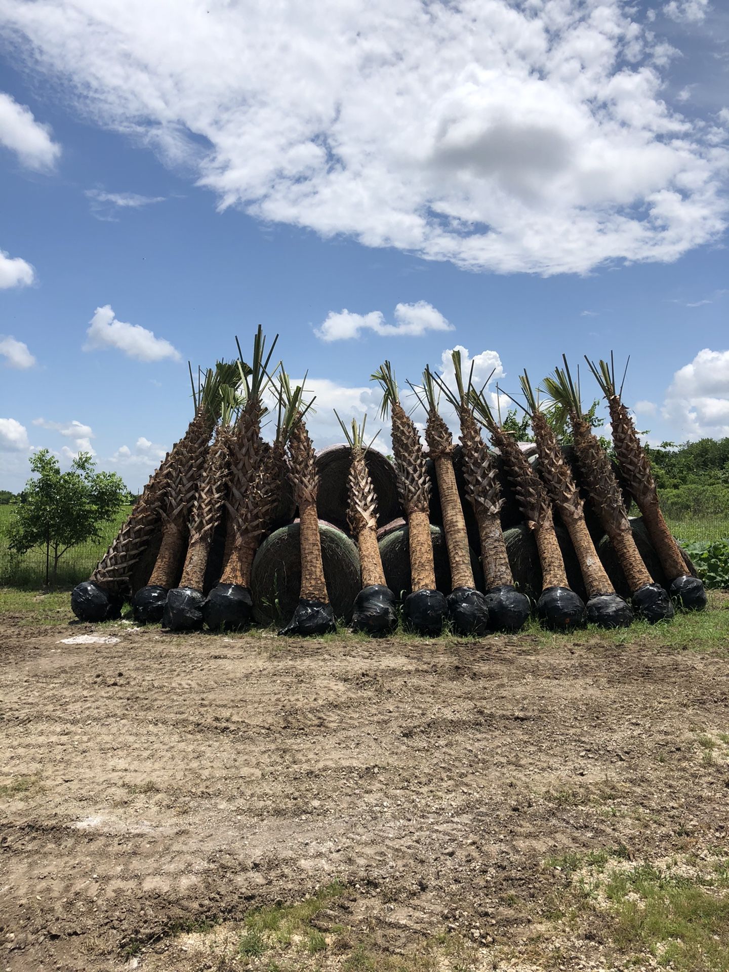 Fresh Cold Hardy Sabal Palm Trees