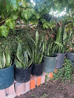 Snake Plants