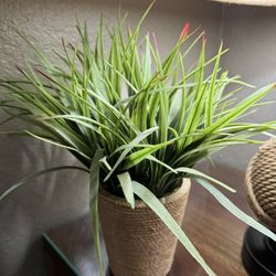Fake Small Plant 