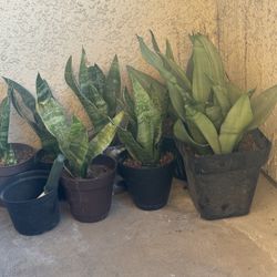 Snake Plants 