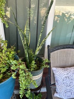 Snake Plants Elephant Food Mother In Law
