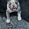 Ricardo 