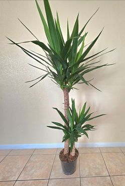 🌿 Yucca Cane (Ornamental Plant)🌿🌿