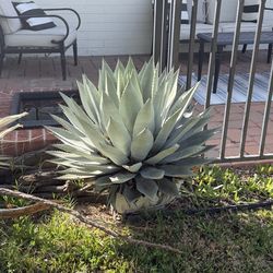 Free plants and pots