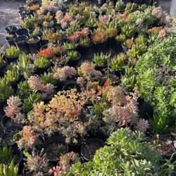 Succulents 