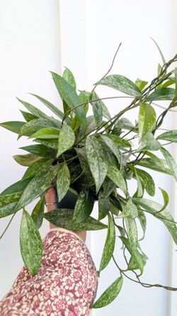 Hoya Publicalyx Splash Plant 6" Pot - Indoor House Plants
