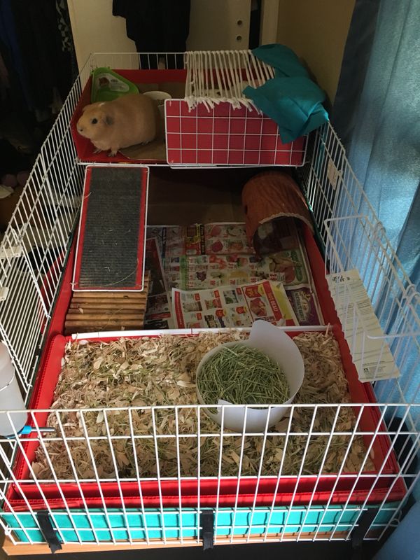 Guinea pig cage for Sale in Los Angeles, CA OfferUp