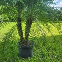 Spectacular Robollinis Palms About 6 Feet Tall!!! Fertilized 