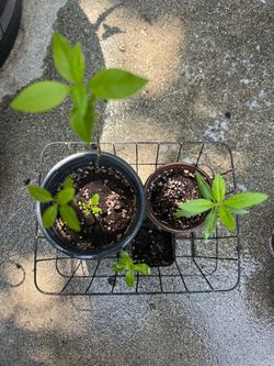 Set of 3 Mexican butterfly milkweed (tropical)