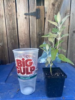 Peruvian Sage - Salvia Peruana - Peru Plant Planta black negra