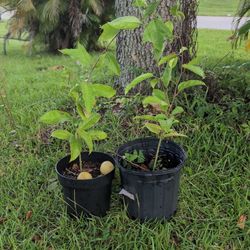 Passion Fruit 