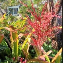 Orange Red Blooming Bromeliad Landscape Plant