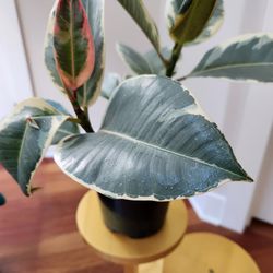 Rubber plant, indoor