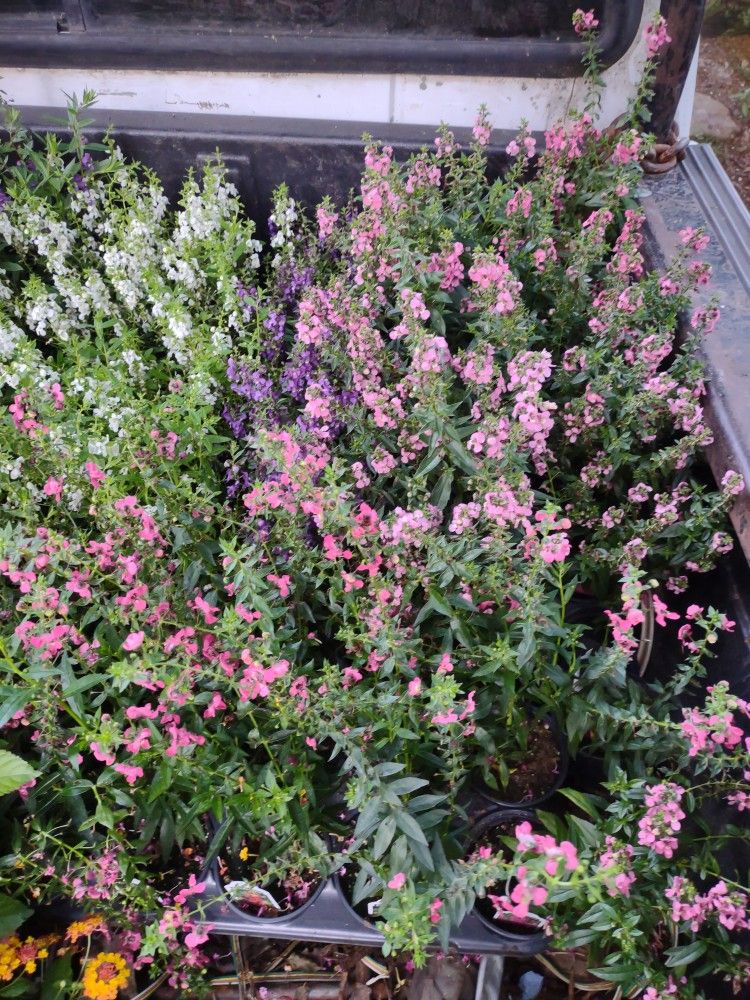 Angelonia