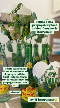 Rooted Plants