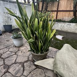 Snake Plant