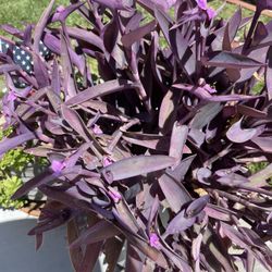 Purple Heart Plant