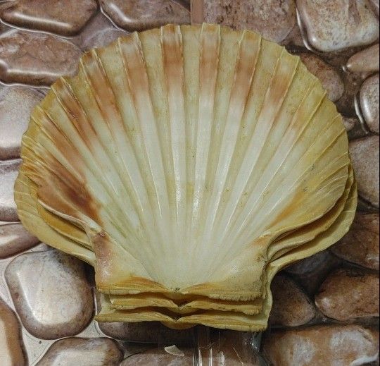 LOT OF 3 Vintage "SEASHELL" Dishes/Plates EXTREMELY RARE!!! Please Read Description.