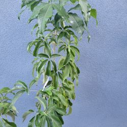 White SAPOTE FRUIT TREE 