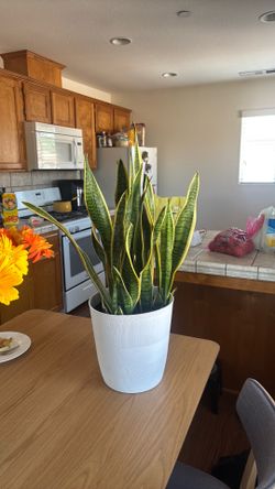 Snake plant