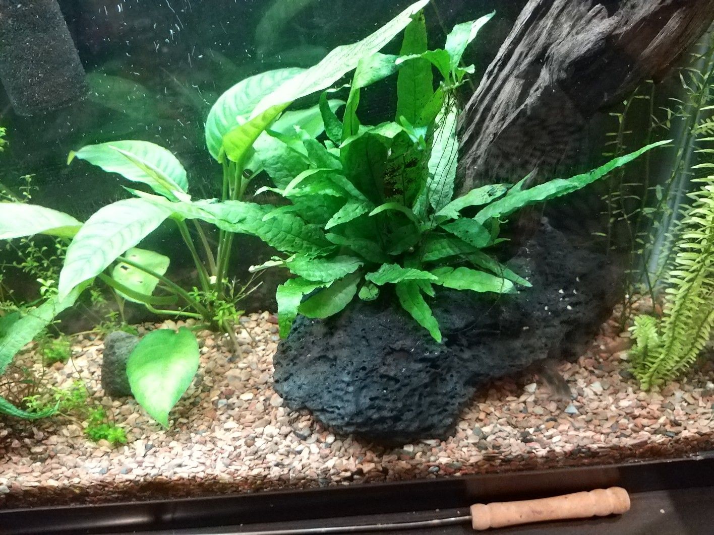 Aquarium 13 gallon fish tank