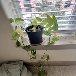 Long Neon Pothos Plant 