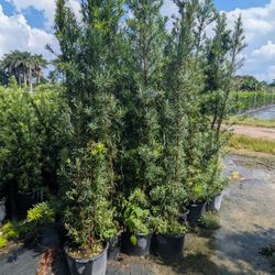  Podocarpus  Huge Stating $20 And Up  All Sizes Available 