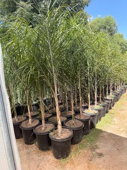Queen palms 15 gal
