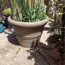 Large Pot Of Variety Succulents