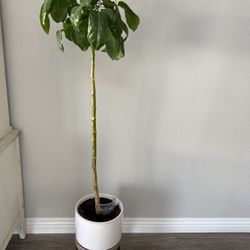 Indoor Plant