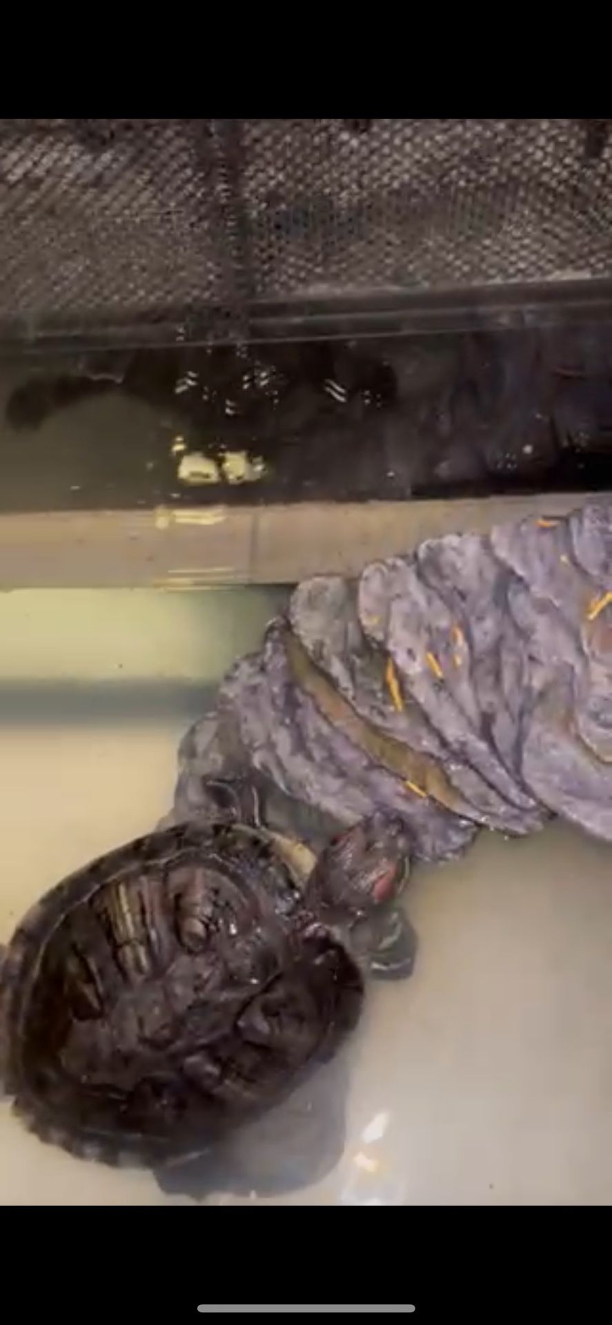 Red-eared Slider Turtle