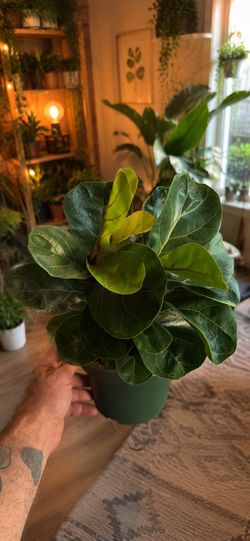 Fiddle Leaf Fig Plant