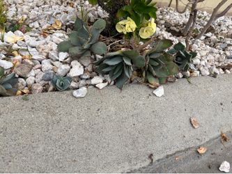 Agave parryi var