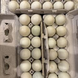 Organic Free Range Duck Eggs