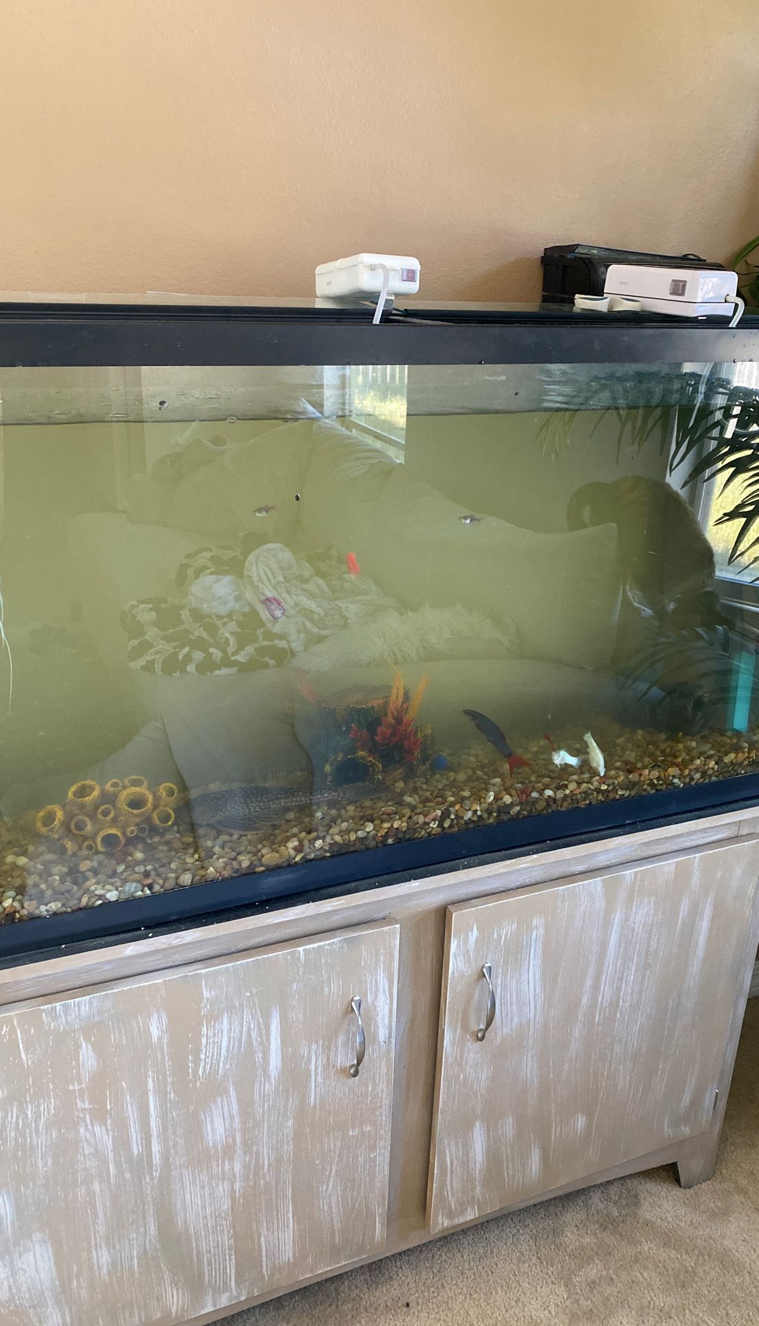 50 gallon setup to inc fish