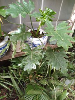 Planta en maceta de ceramica