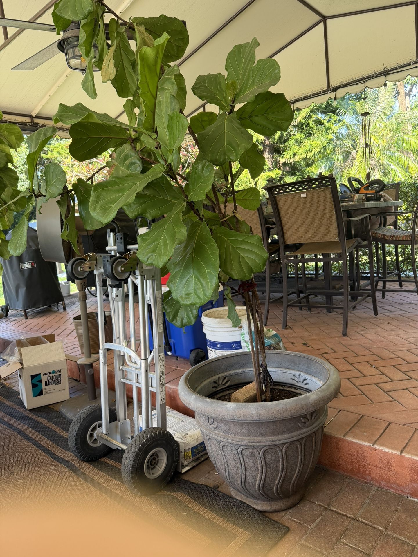 Fiddle Leaf Fig Tree