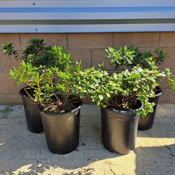 Large Azalea Plants/Shrubs