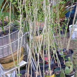 Rose Of Sharon Hibiscus Perennial Plants (pls Read Description Below)