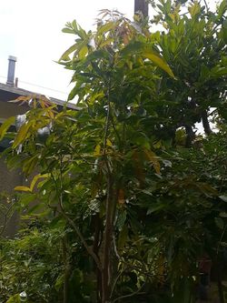 Arbol de sapote Blanco,o dormilon Muy dulce.