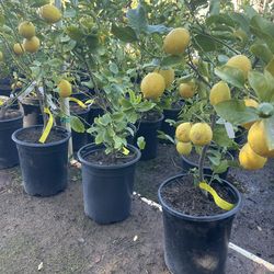 5 Gallon Size- Fruiting Age- Citrus Trees