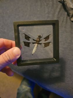 Common whitetail skimmer dragonfly framed specimen