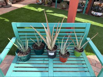 ALOE VERA Succulent Plants