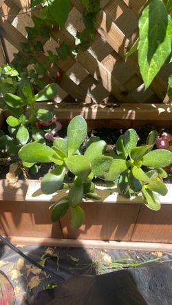 Small-batch, Home‑grown Jade Plant (Crassula ovata)